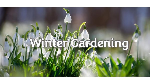 Brigg Garden Centre