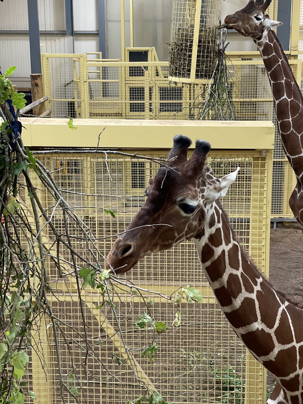 Bristol Zoo Project (Previously Wild Place Project)