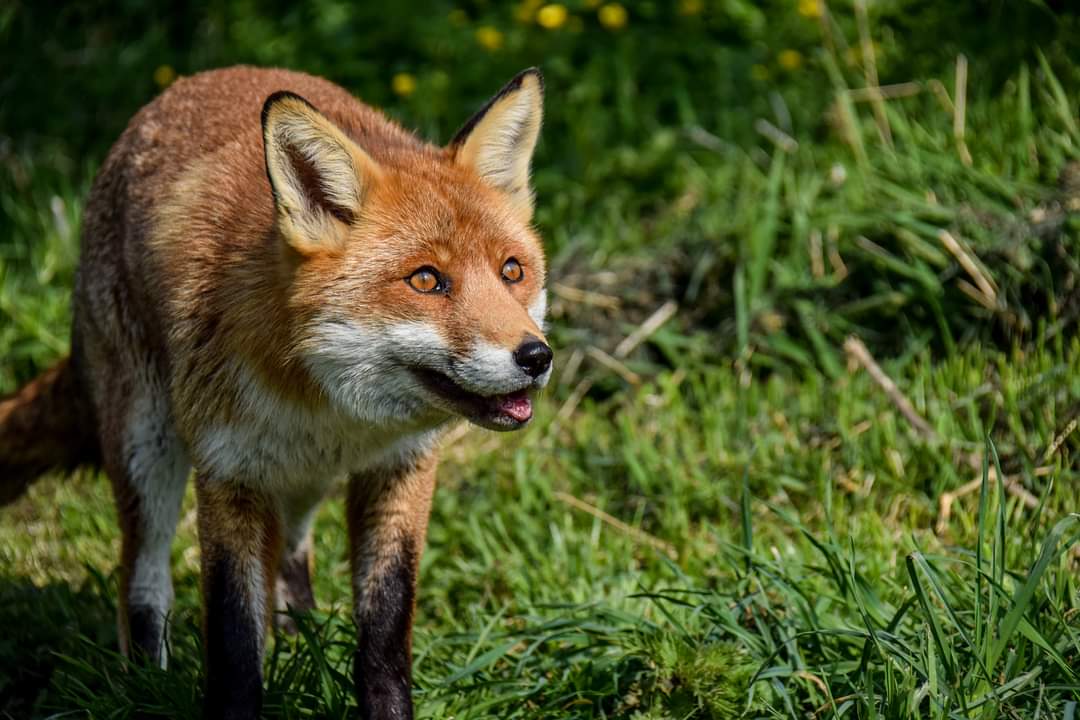 British Wildlife Centre
