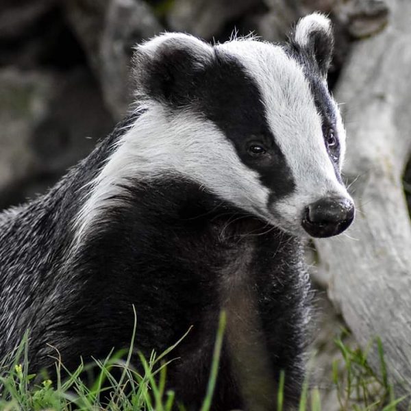 British Wildlife Centre