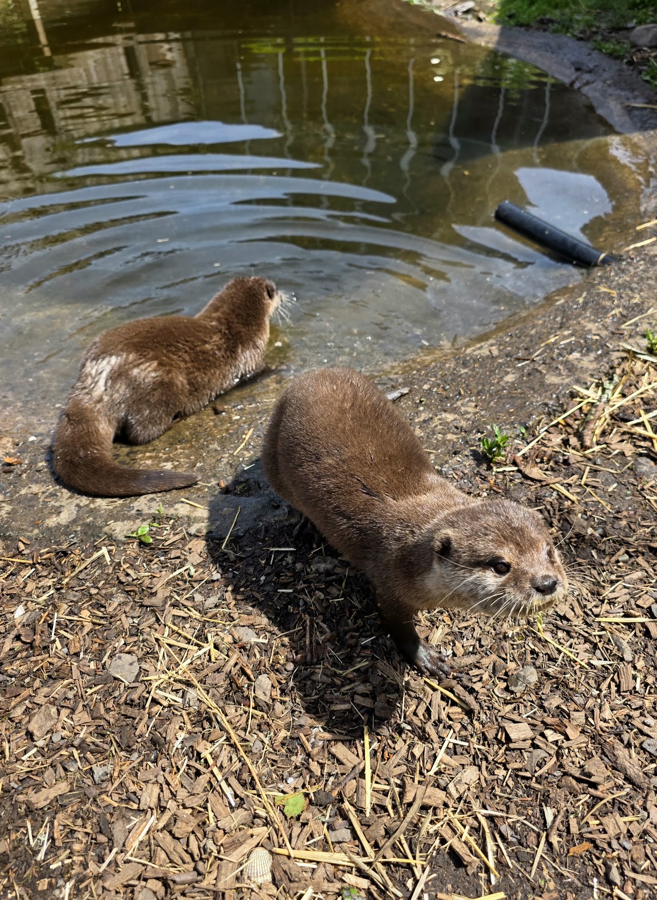 Buckfast Butterflies and Otter Sanctuary