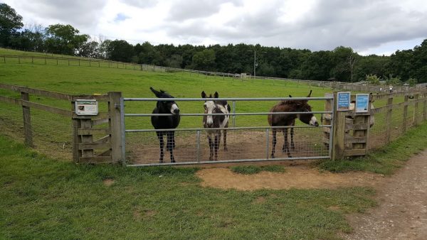 Bucklebury Farm Park