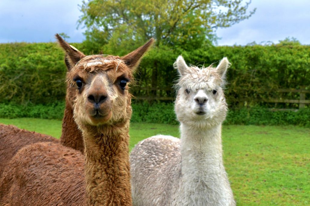 Burntwood Alpaca and Animal Experience