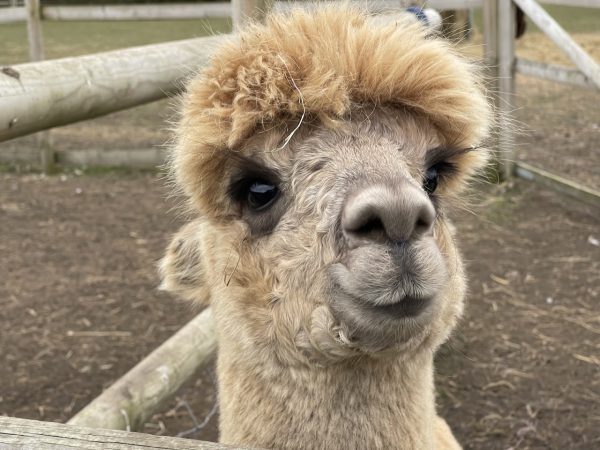 Burntwood Alpaca and Animal Experience