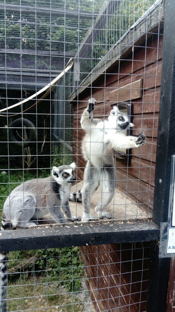 C&J's Animal Park