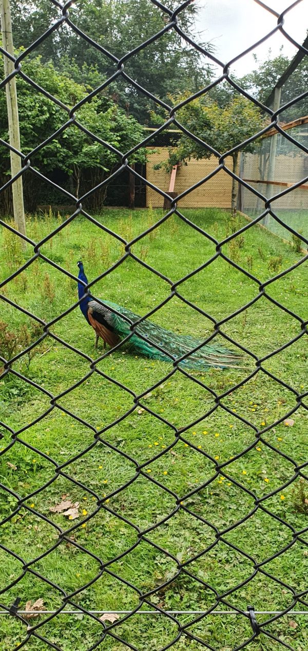 C&J's Animal Park