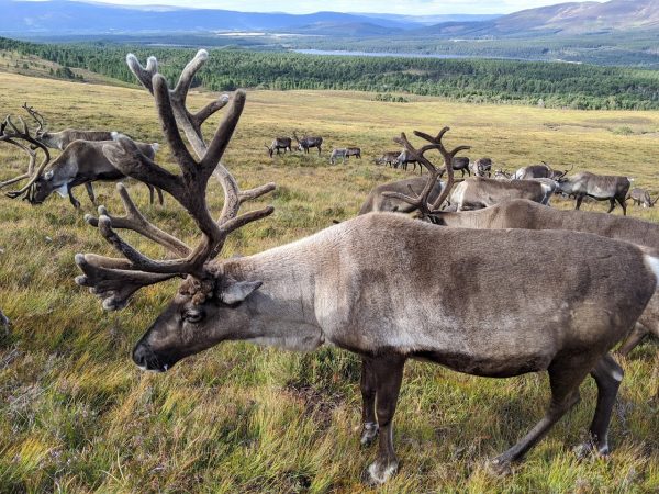 Cairngorm Reindeer Centre