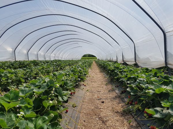 Cairnie Fruit Farm Pumpkin Patch
