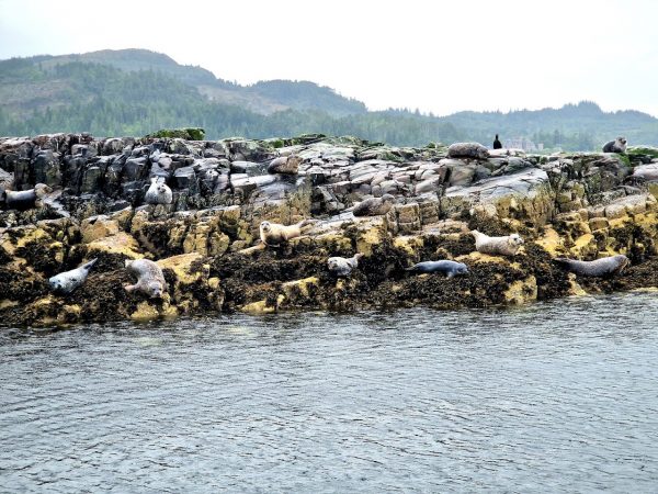Calums Plockton Seal Trips