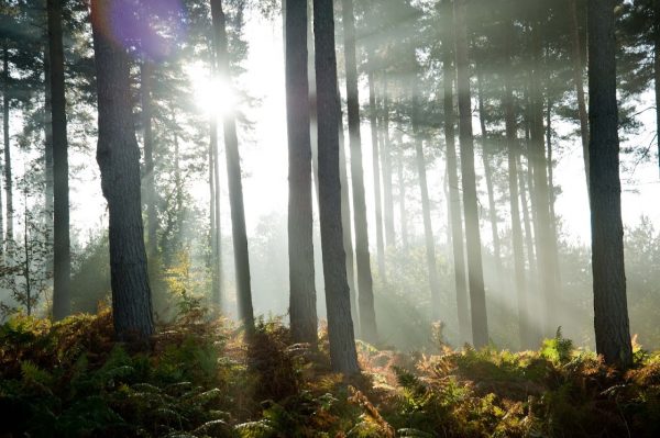 Cannock Chase Forest