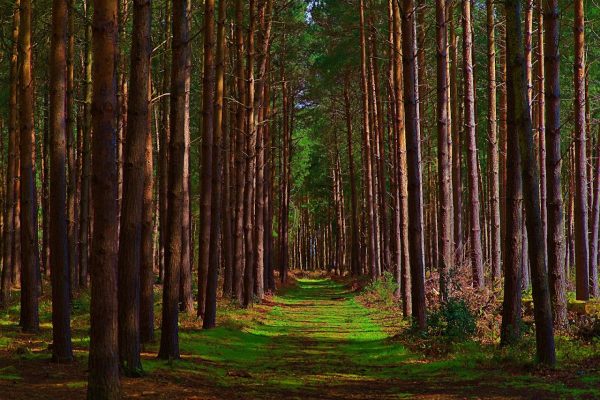 Cannock Chase Forest