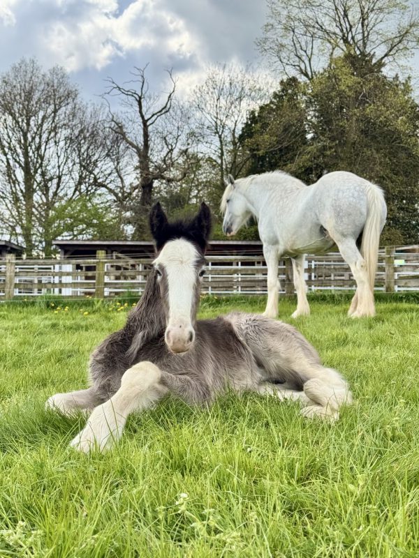 Cannon Hall Farm