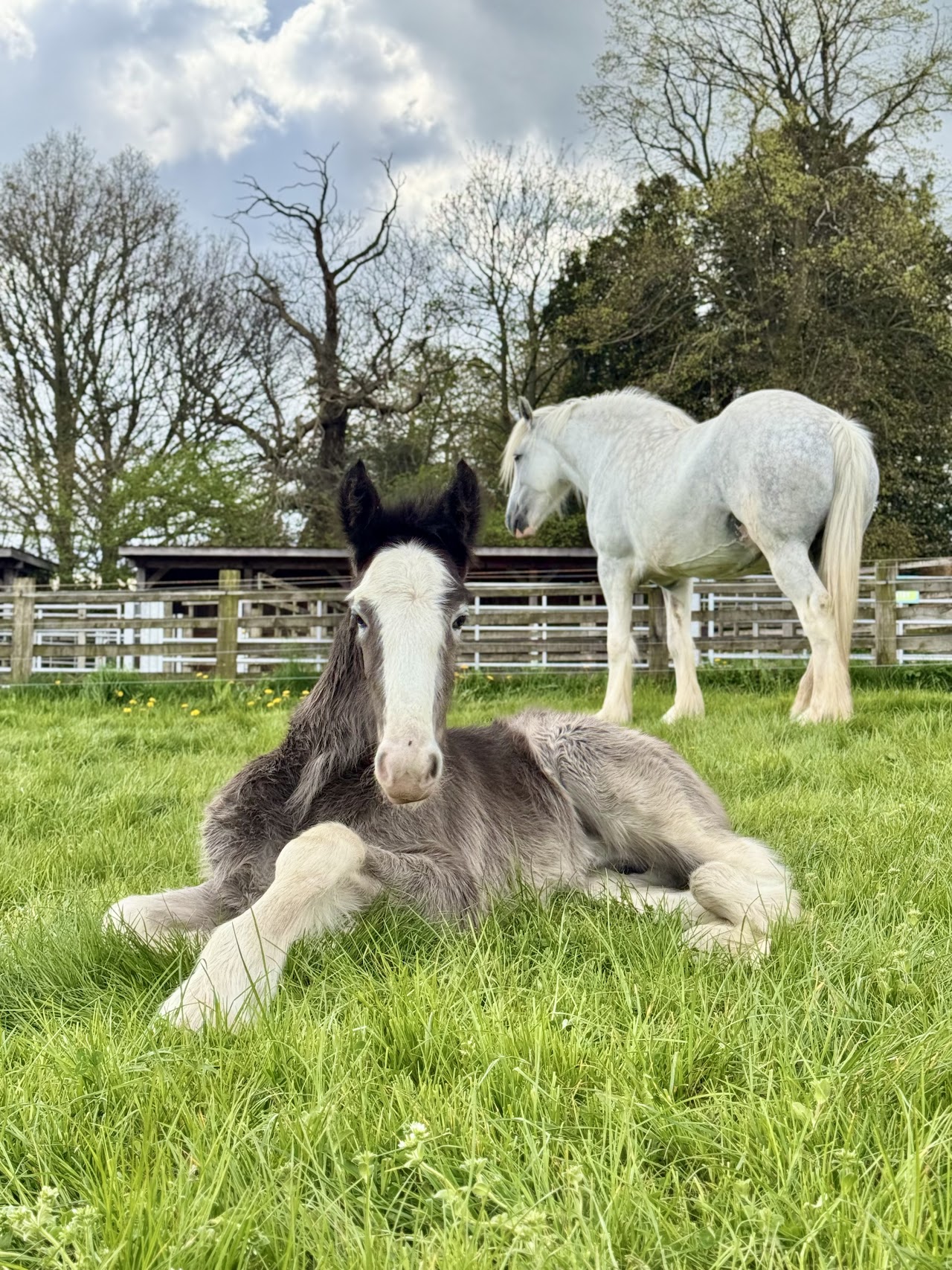 Cannon Hall Farm