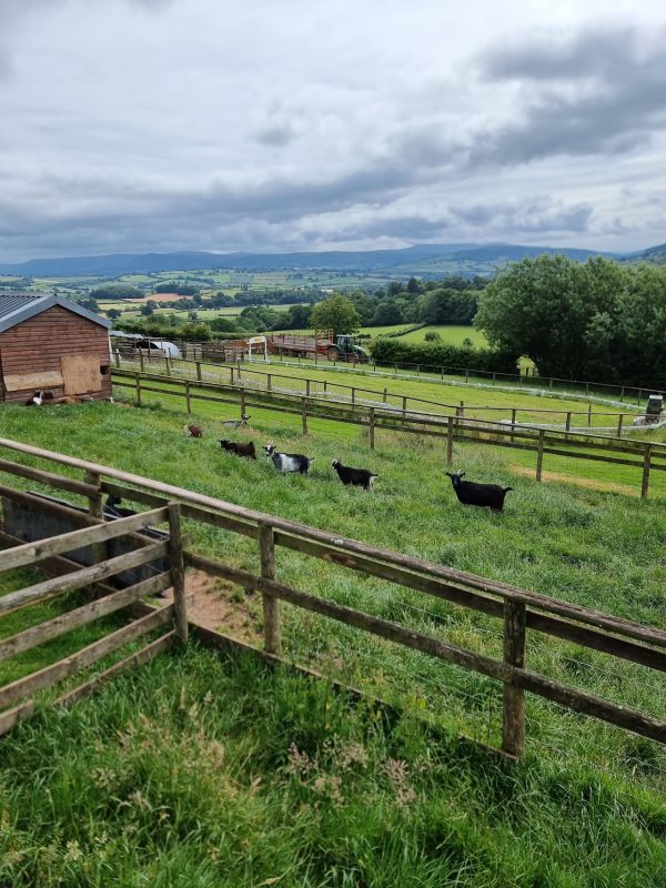 Cantref Adventure Farm