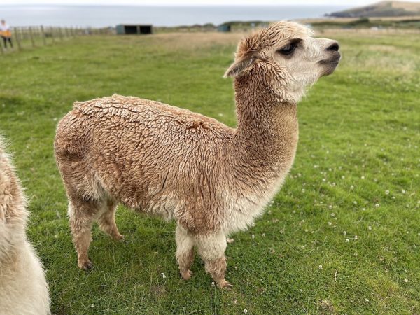 Cardigan Island Coastal Farm Park
