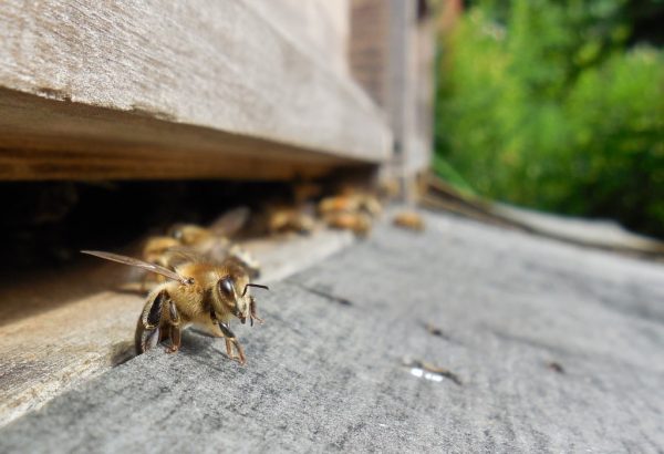 Chain Bridge Honey Farm