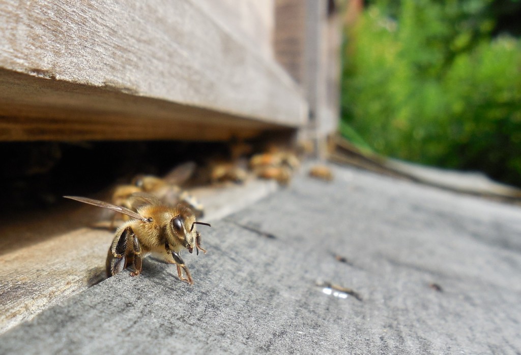 Chain Bridge Honey Farm