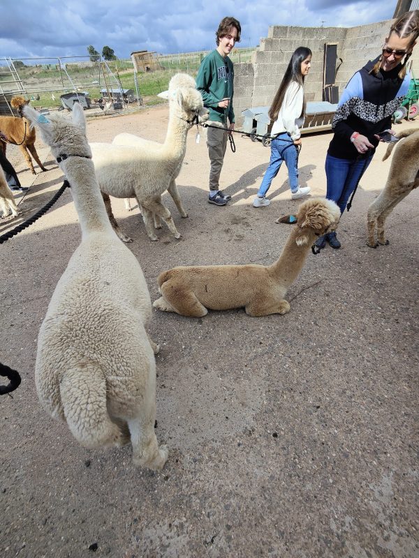 Charnwood Forest Alpacas