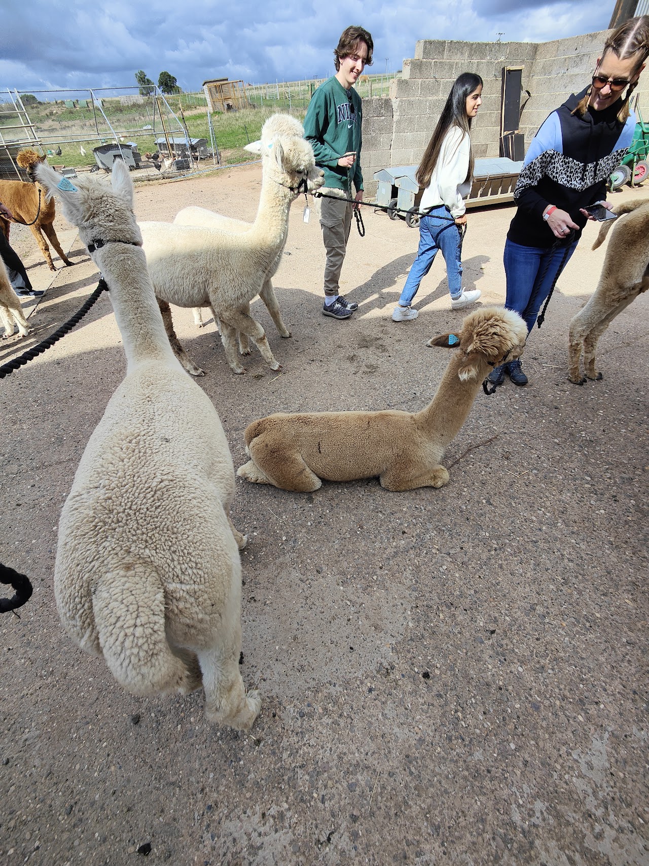 Charnwood Forest Alpacas