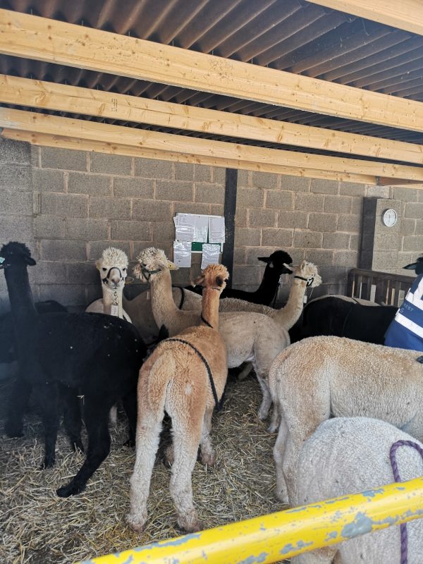 Charnwood Forest Alpacas