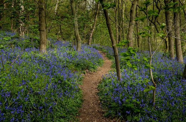 Charnwood Forest Leicestershire