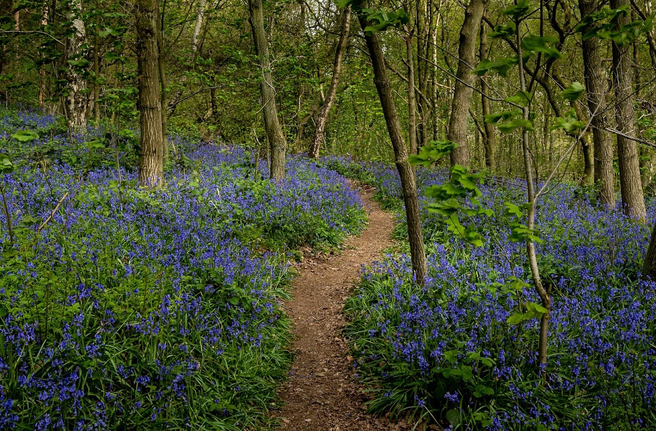 Charnwood Forest Leicestershire