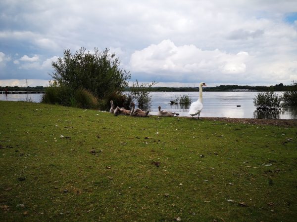 Chasewater Country Park