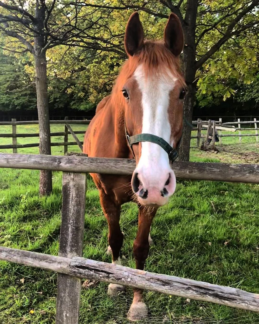 Checkendon Equestrian Centre