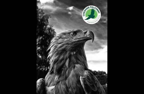 Cheshire Falconry