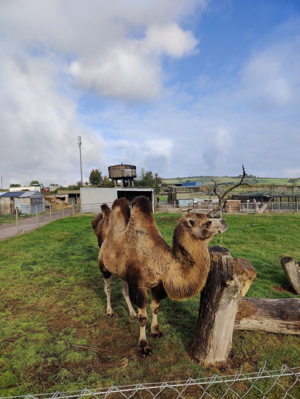 Chew Valley Animal Park