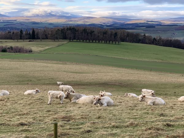 Chillingham Wild Cattle Park