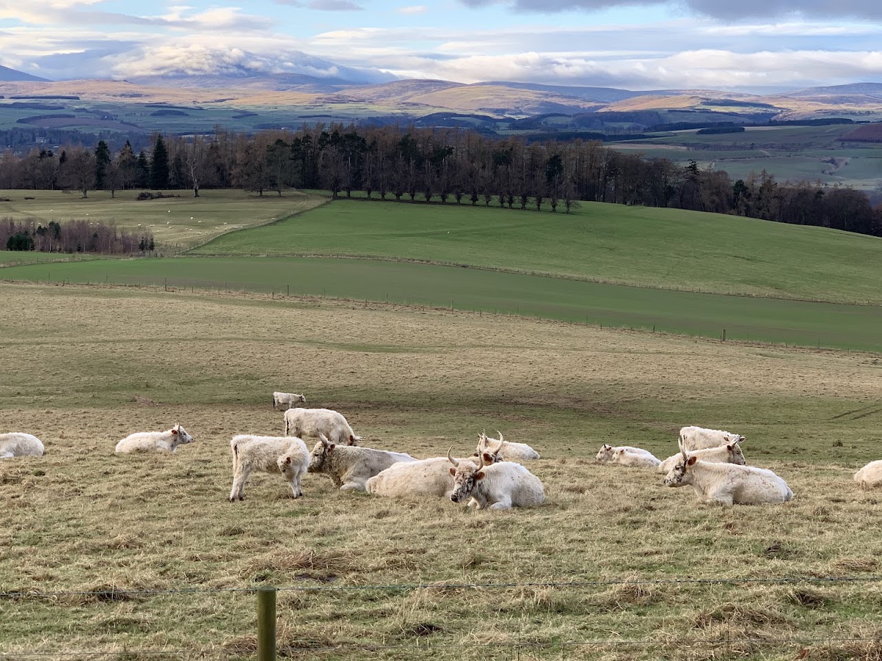 Chillingham Wild Cattle Park