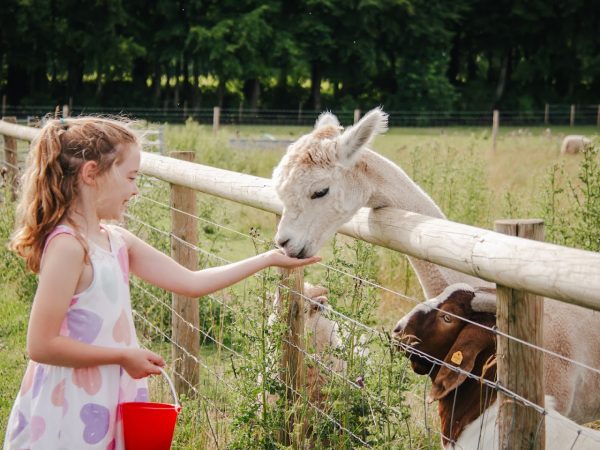 Cholderton Rare Breeds Farm
