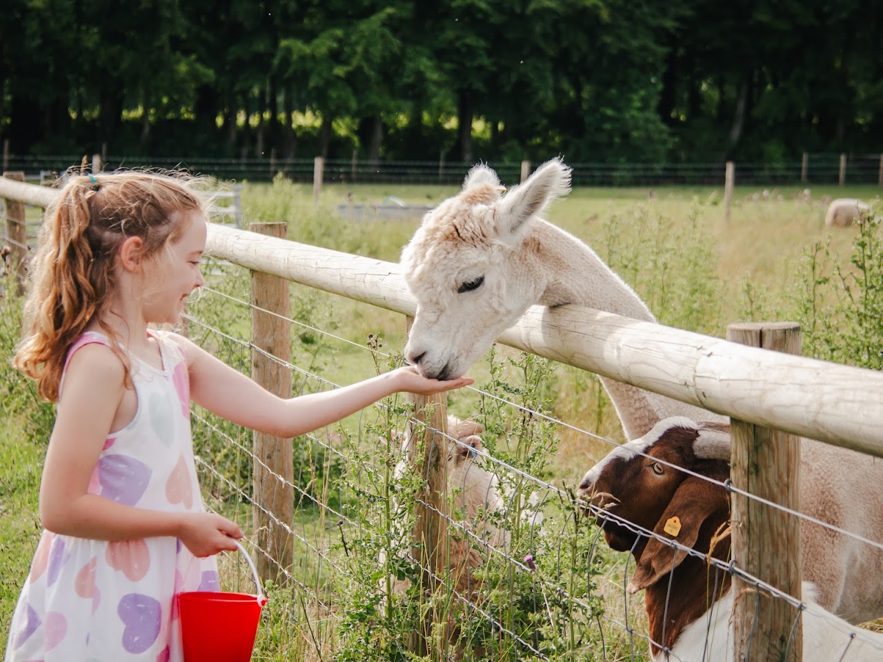 Cholderton Rare Breeds Farm