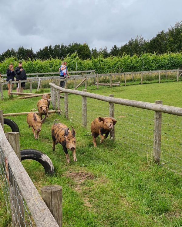 Cholderton Rare Breeds Farm