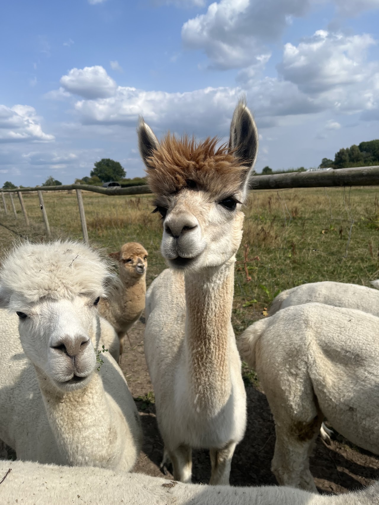CLARY MEADOWS ALPACAS