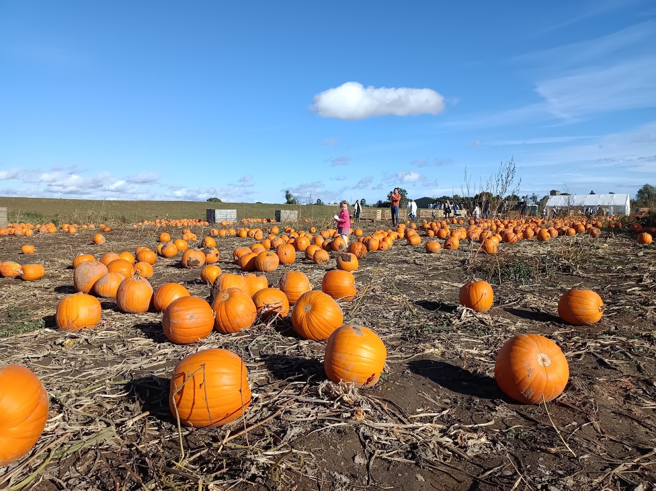 Cobbs Farm Pumpkins