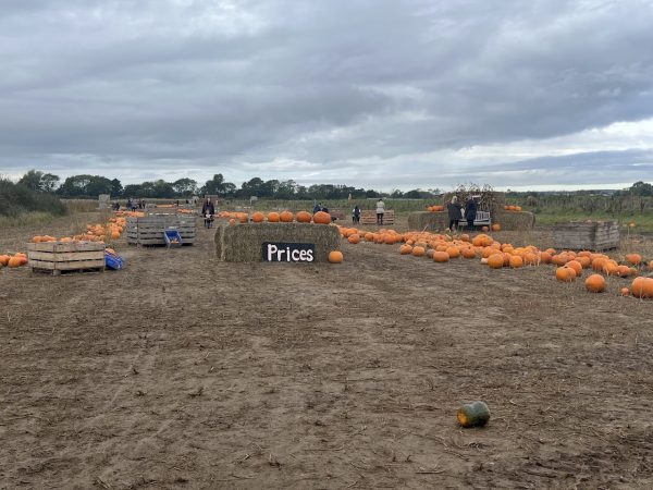 Cobbs Farm Pumpkins