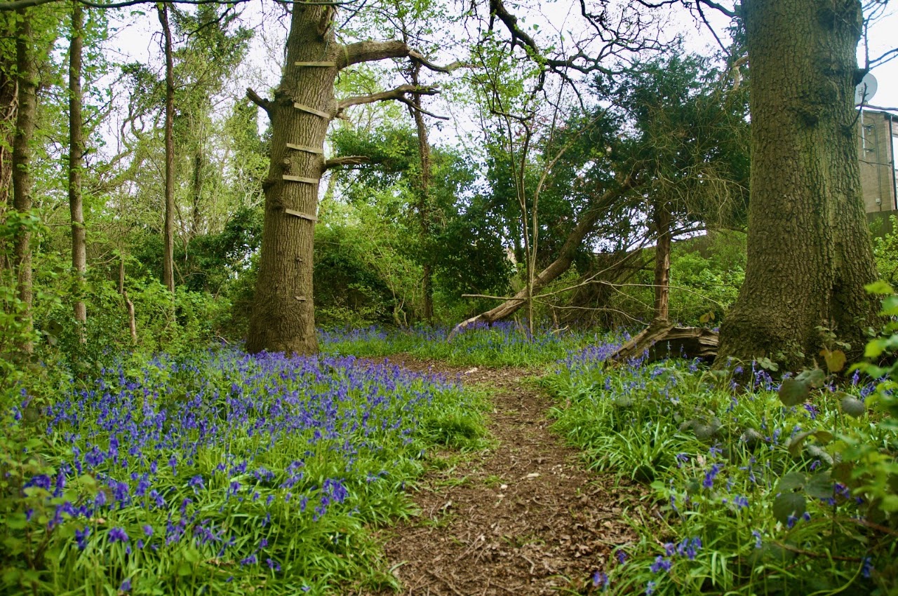 Cocksherd Bluebell Wood