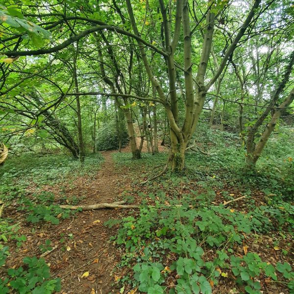 Cocksherd Bluebell Wood