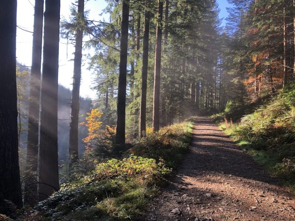 Coed y Brenin Forest Park