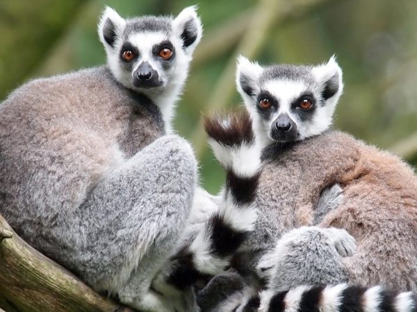 Colchester Zoo