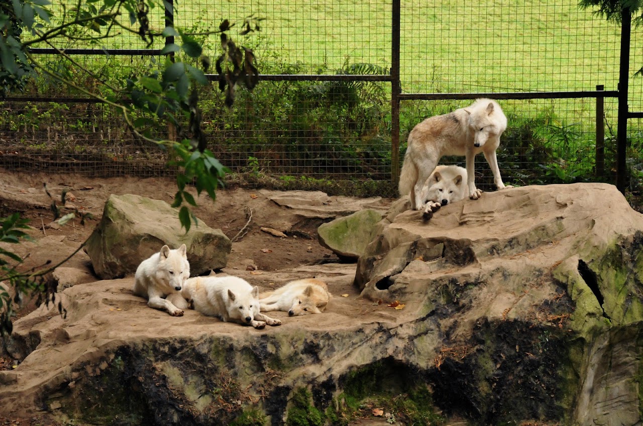 Combe Martin Wildlife & Dinosaur Park