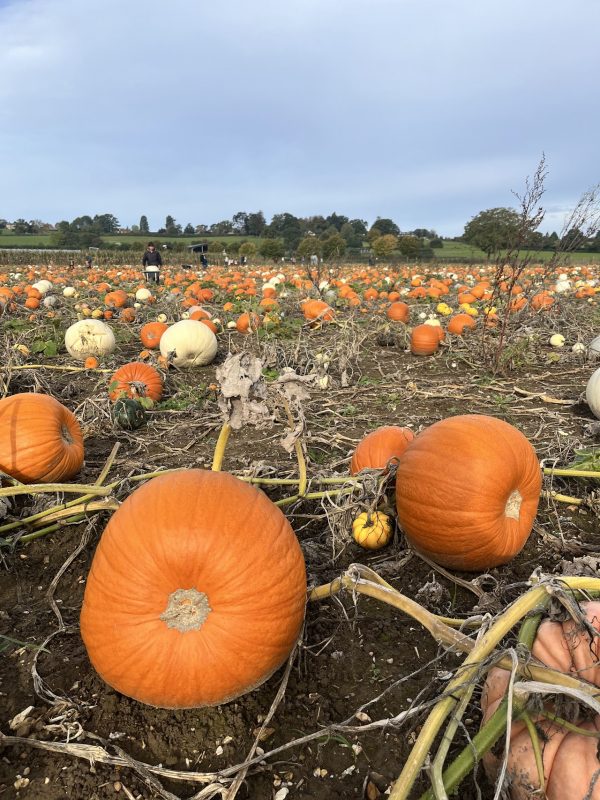 Copas Farm Cookham