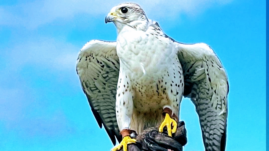 Cornish Birds Of Prey Centre