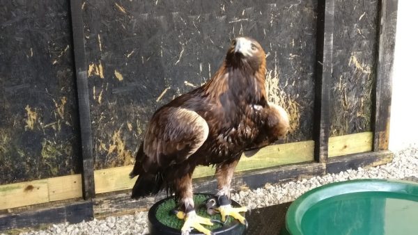 Cornish Birds Of Prey Centre