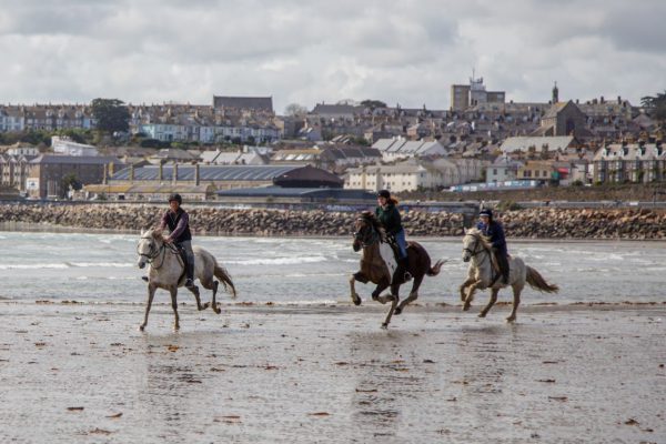 Cornwall Swimming Horses