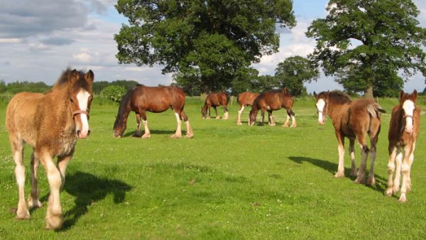 Cotebrook Shire Horse Centre