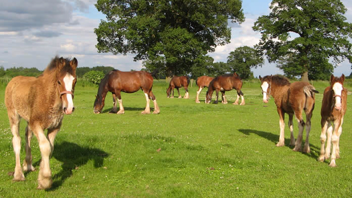 Cotebrook Shire Horse Centre