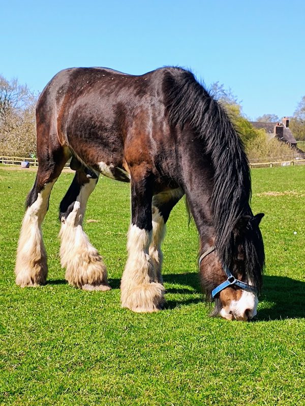 Cotebrook Shire Horse Centre